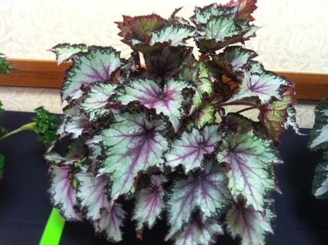 B. ‘Blueberry Sorbet’